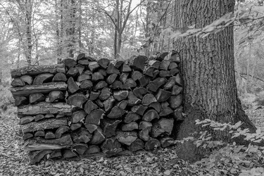 Stack of fire wood